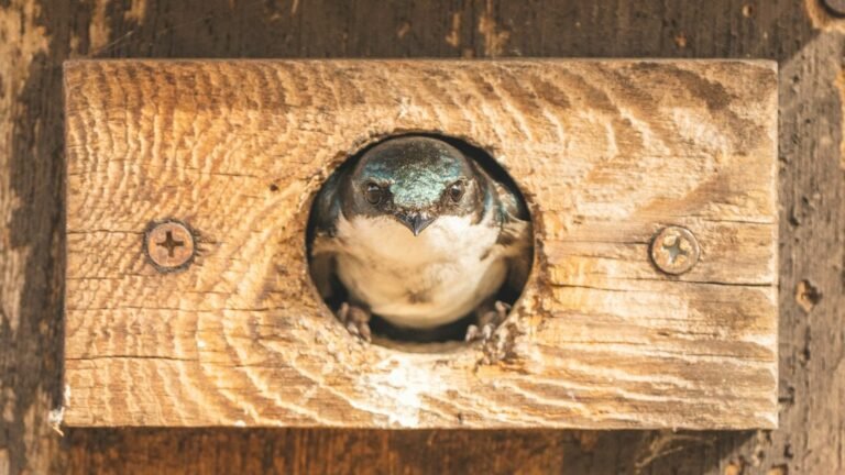 Title: Ring the Future: The Complete Guide to Choosing, Installing, and Getting the Most Out of Your Video Doorbell